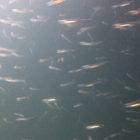 新江ノ島水族館2の画像