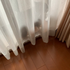 ココアの懐かしい鳴き声の画像