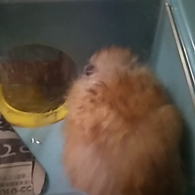 はむちゃんビデオ見られたらいいなm(._.)mの画像