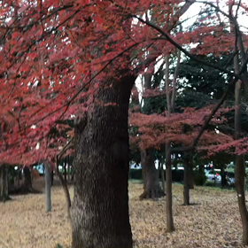 ♪お散歩動画♪砧公園♪の画像