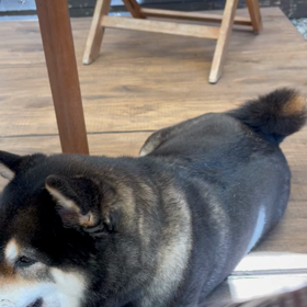 レゲエのおじさん。絶好調？の画像