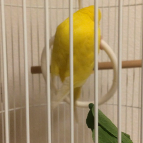 ”天国のきなこちゃんへ”の画像