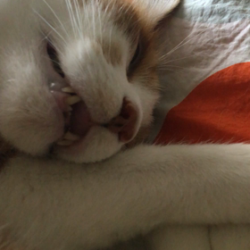 いびきそーオン。の画像