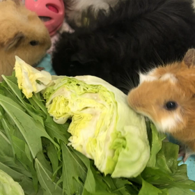 モルモット達の画像