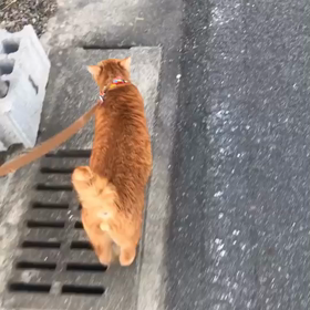 さんぽ。の画像