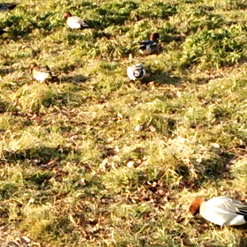 鴨の食事の画像