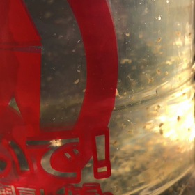 ミジンコ1,000の画像