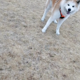 強力散歩拒否には安部川河川敷のドッグラン‼️　昨日の夕方散歩まったく出来ず❗健康不安がよの画像