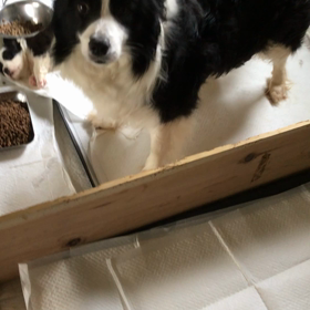 ようやく可愛くなった子犬たちの画像