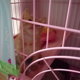 ﾁｬｯﾋﾟｰお姉ちゃんとナルトくんの画像