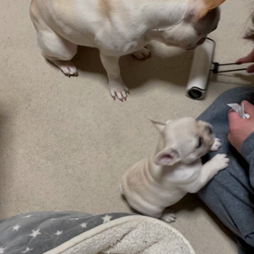 お邪魔虫が増えた‼︎の画像