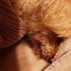 寝ててもの画像