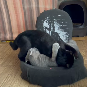 ムティアン投薬67日目　パワー全開！の画像