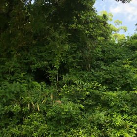 木陰で内功の画像