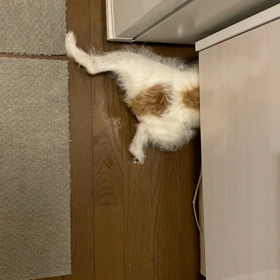 君がアンパンマンだったならの画像