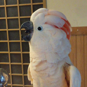 ご機嫌なの画像