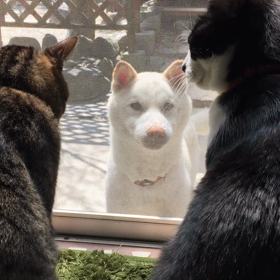 今日のコロ(番外編)の画像