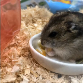 ジェリーちゃん ありがとう！の画像