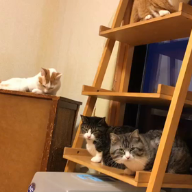 在宅野良猫wwwの画像