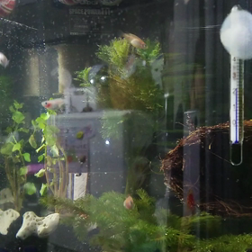 楊貴妃ラメ幹之&紅。の画像