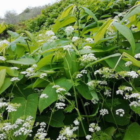 礼文島早朝の鳥声の画像