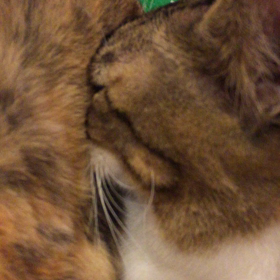 動画 仲良しにゃんこ。の画像