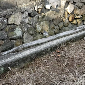 何ていう鳥？の画像