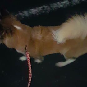 しっぽーの画像