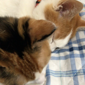 空ちゃんをなぐさめるみやびちゃん☺️の画像