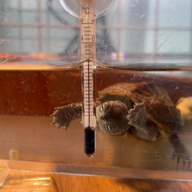 まごのことの画像