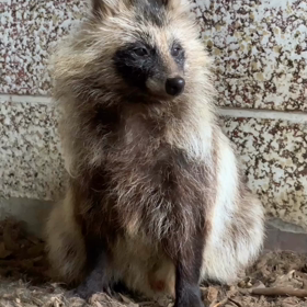 エゾタヌキ飼育日誌（R1.8.13）の画像