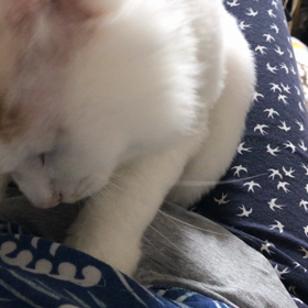 モフモフシロちゃんの画像