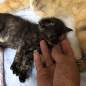 華音さん親子の画像