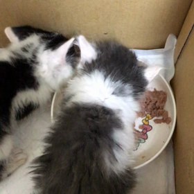 深夜の争奪戦の画像