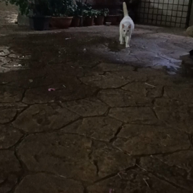 我們已經是好朋友了の画像