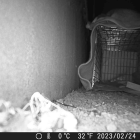 2月　　群馬県　　捜索2日目で無事に保護の画像