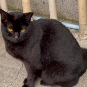 黒ネコのタンゴの画像