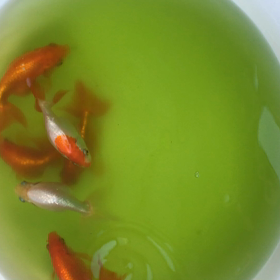 尾腐れ病かなの画像