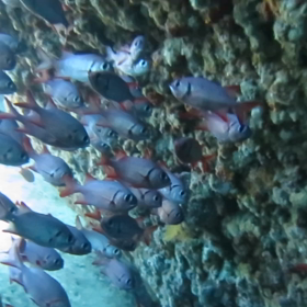 沖縄ダイビングその3の画像