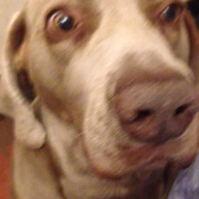 頬上げが得意なワンちゃん♪の画像