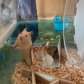 ニューフェイスの画像