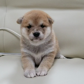 豆柴くん♪の画像