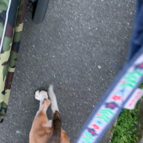 桜の口輪…外して散歩の画像