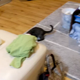 激しく遊んでます(=^x^=)の画像