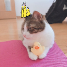 まだまだペットロス、保護猫デールちゃんと遊び動画。の画像