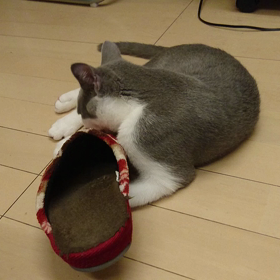 初猫50日目の画像