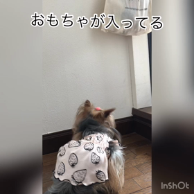 おもちゃ欲しいなぁの画像