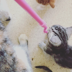 オモチャで遊べるようになりました❣️の画像