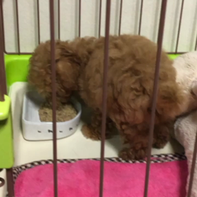 ☆むうのフィラリア予防☆の画像