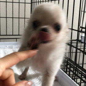 久しぶりのゆらくんの画像
